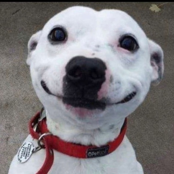 Meet your Posher, Payton - Picture 1 of 1